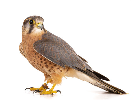 Falco tinnunculus kestrel bird isolated whiteの素材