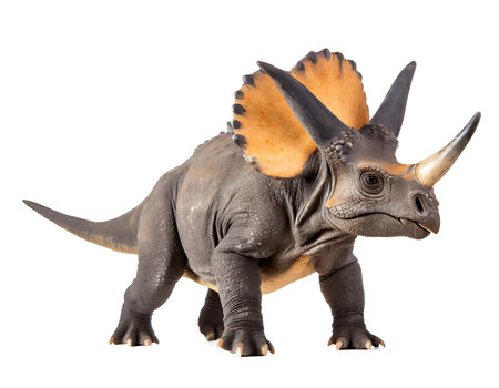 triceratops dinosaur isolated on whiteの素材