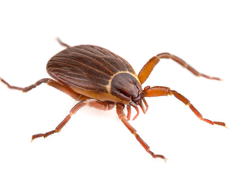European tick Ixodida isolated on white backgroundの素材
