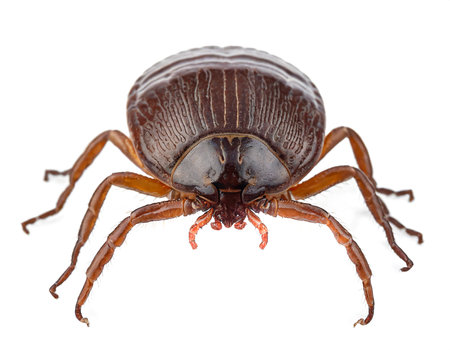 European tick Ixodida isolated on white backgroundの素材