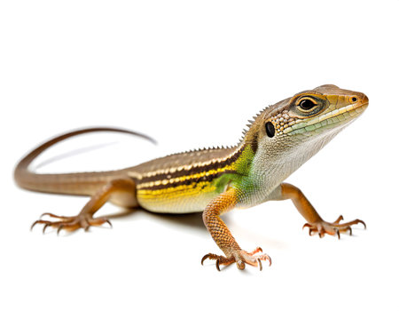 wall lizard podarcis muralis isolated whiteの素材