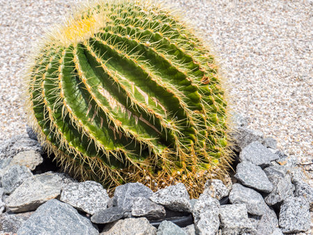 Round giant cactus in a botanical gardenの写真素材