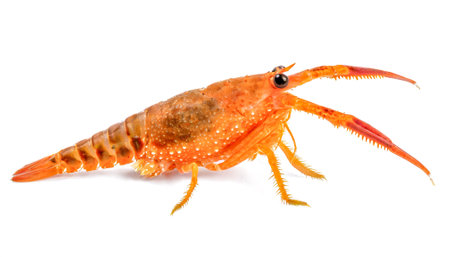 crayfish isolated on white backgroundの素材
