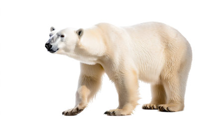 polar bear isolated on white backgroundの素材