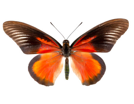 butterfly isolated on white, cutoutの素材