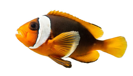 Anemone clownfish isolated on white background, cutoutの素材