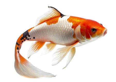 Koi Cyprinus rubrofuscus fish isolated on whiteの素材