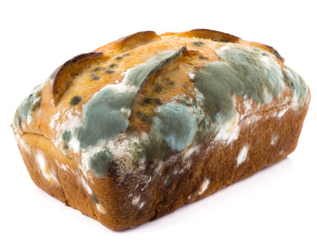 Bread with mold isolated on whiteの素材