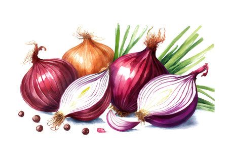 red onion on white background, watercolor art designの素材