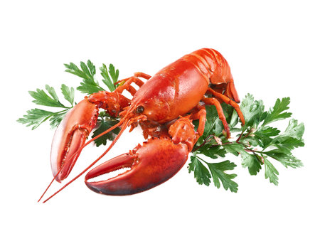 Lobster seafood on white backgroundの素材