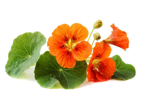 Nasturtium flower isolated on white background, cutoutの素材