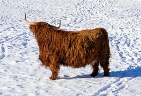 Scottish highland cow in a winter landscapeの写真素材