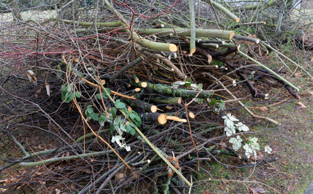 Pruning bushes in the park in springの写真素材