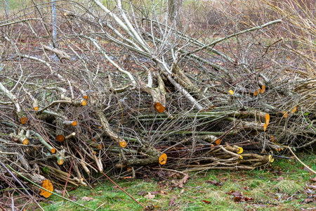 Pruning bushes in spring in a parkの写真素材