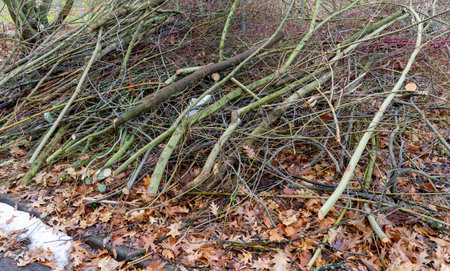 Pruning bushes in the city in springの写真素材