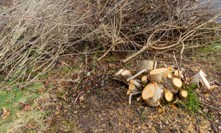 Tree felling work in the city in springの写真素材