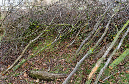 Pruning bushes in the city in spring