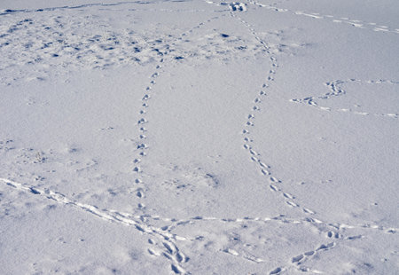 Animal tracks of deer in the snow in winterの写真素材