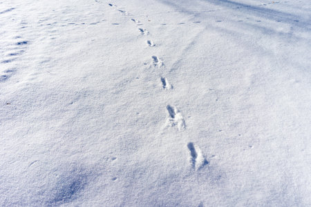 Animal tracks of deer in the snow in winterの写真素材