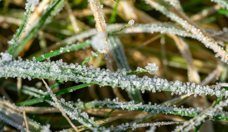 Ice crystals on a blade of grass in winterの写真素材