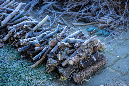Garden waste in the garden with firewoodの写真素材
