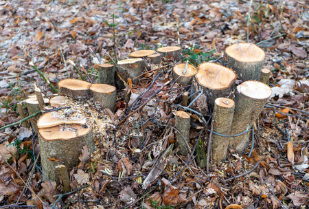 bush felling work in the park in springの写真素材