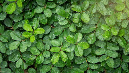 green leaves background environmental concept photoの素材