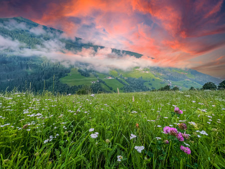 meadow with flowers and mountains alpsの写真素材