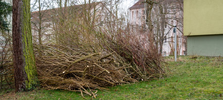 Shrubs are cut back at the house in springの写真素材