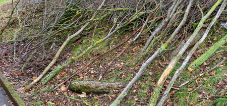 Shrubs are cut back in springの写真素材