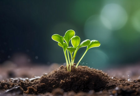 beginning seed plant in the groundの素材
