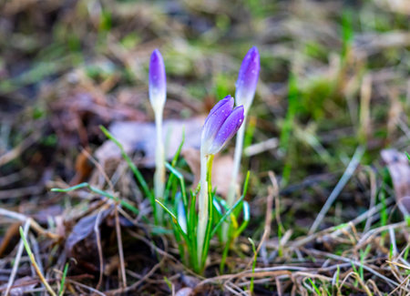 spring crocus flowers in springの写真素材