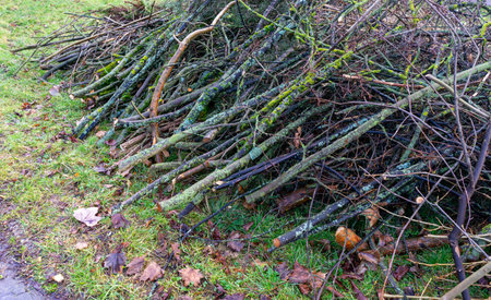 Branches are cut back in springの写真素材