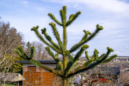 Chilean araucaria (Araucaria araucana) against skyの写真素材