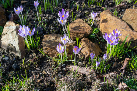spring crocus flowers in a rock garden bedの写真素材
