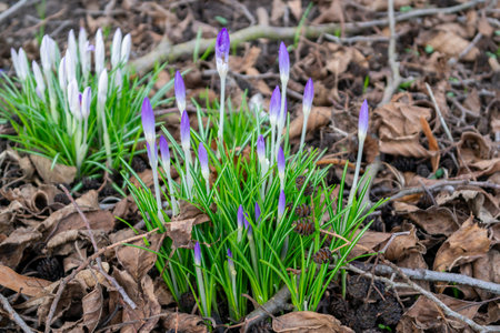 spring crocus flowers in a bed with old leavesの写真素材