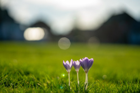 Crocus spring flowers in the meadowの写真素材