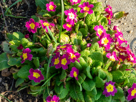 pink primrose flowers in the gardenの写真素材