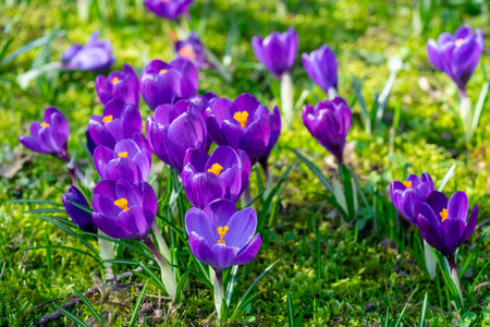 Many purple crocuses in a park on a meadowの写真素材