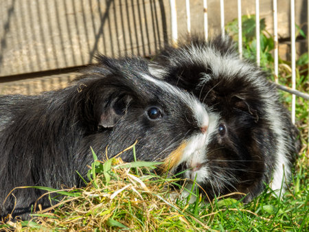 Guinea pigs in the grassの写真素材