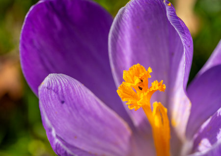 Pistils of a lilac crocus in spring, macroの写真素材