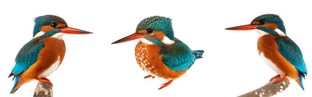 panoramic set of colorful Kingfishers birds isolated on white background, cutoutの素材