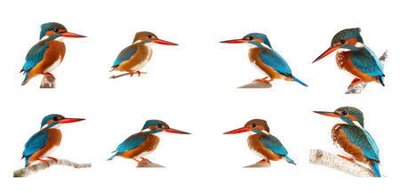 set of colorful Kingfishers birds isolated on white background, cutoutの素材