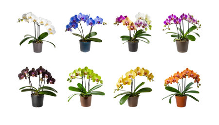 set collection of orchids flowers in a pot isolated on white background, cut outの素材