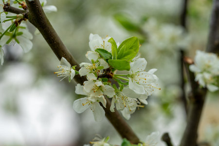 plum tree blossom in the spring