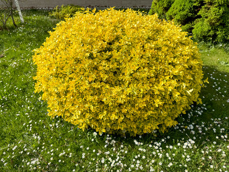 yellow boxwood plant in the gardenの写真素材