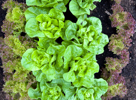 lettuce in the garden greenhouseの写真素材