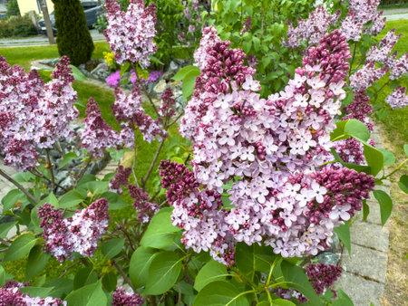 pink and white lilac flowers in the gardenの写真素材