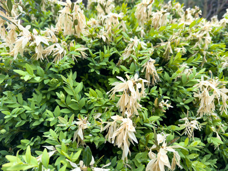 Boxwood hedge froze after a frosty night in springの写真素材