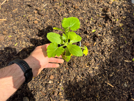 hand holding a plant and seeding in the gardenの写真素材